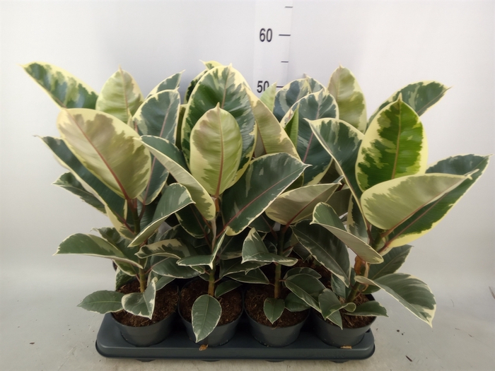 <h4>Ficus elastica 'Tineke'</h4>