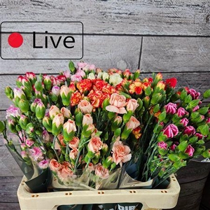 Di Tr Gemengd In Fust