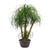 Beaucarnea vertakt 40 cm