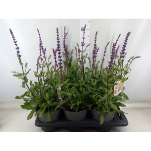 Salvia nemorosa