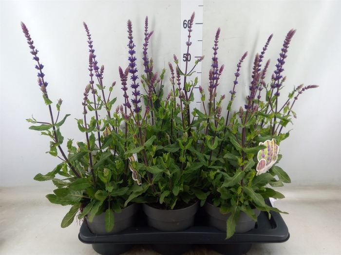 <h4>Salvia nemorosa</h4>