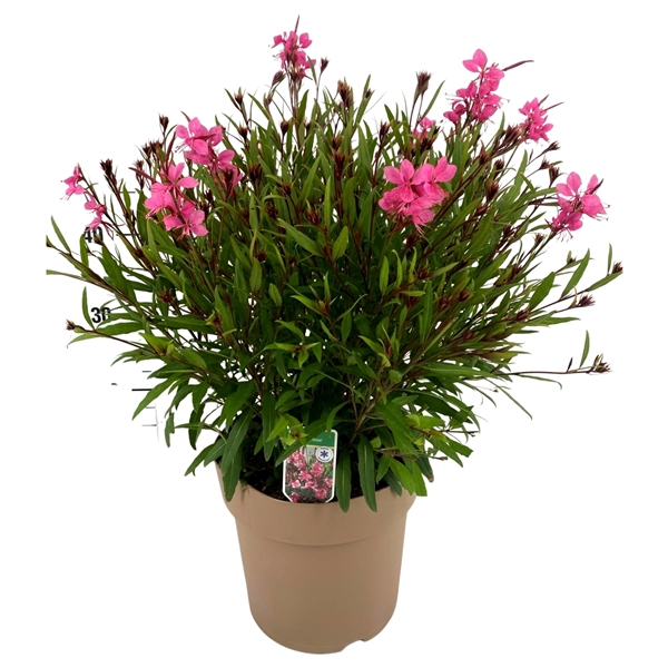 <h4>Gaura Pink</h4>