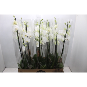 PHALAENOPSIS P12 BRANCO 2 HT