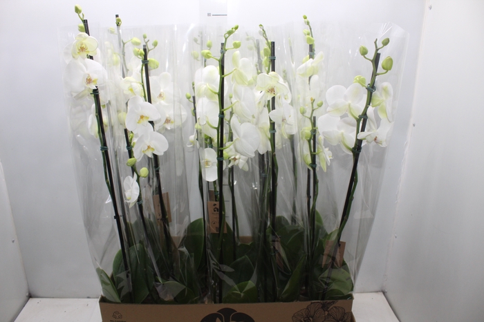 <h4>PHALAENOPSIS P12 BRANCO 2 HT</h4>