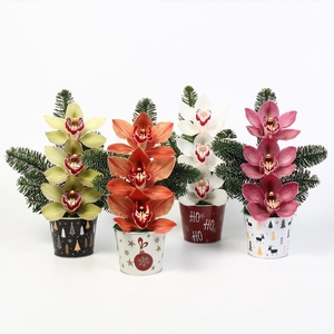 CYMB VERPAKT P BLOEM 2257