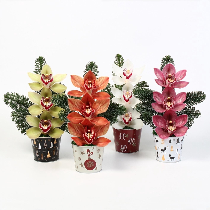 <h4>CYMB VERPAKT P BLOEM 2257</h4>