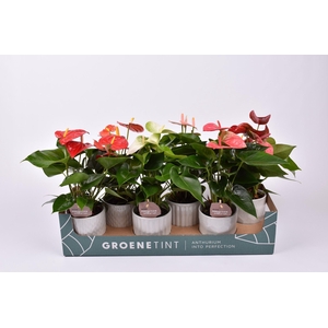 Anthurium gemengd 9 cm in Becca keramiek