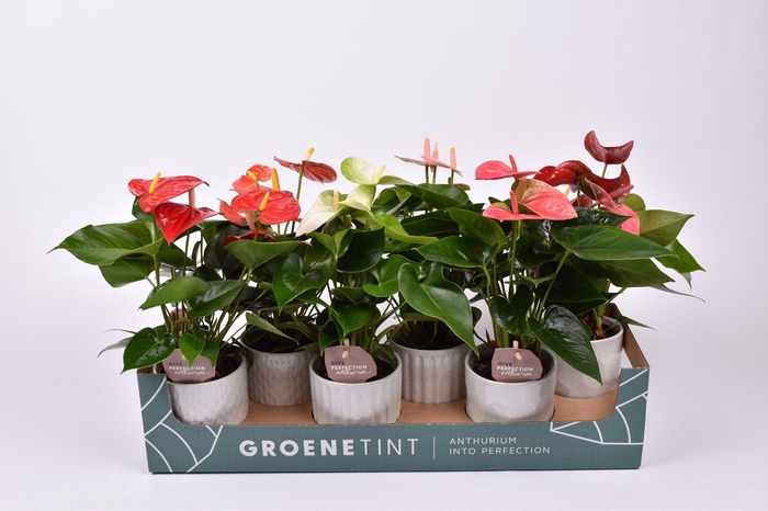 <h4>Anthurium gemengd 9 cm in Becca keramiek</h4>