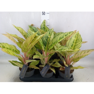 Aglaonema   ...