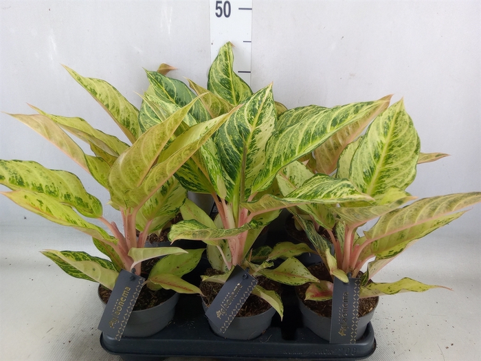 <h4>Aglaonema   ...</h4>