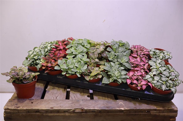 <h4>arr8 Fitt Gem 7 Kl</h4>