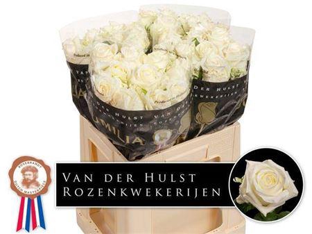 <h4>R Gr Noelia</h4>