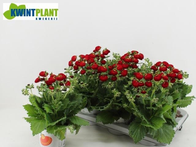 <h4>CALC CAL RED</h4>