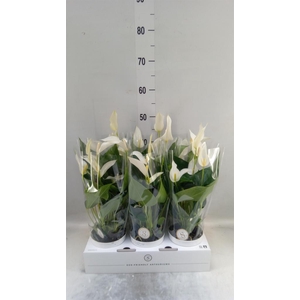Anthurium  'Banderola Cava'