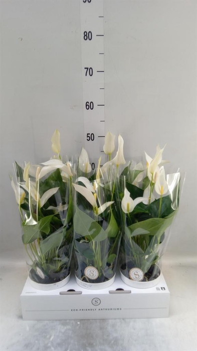 <h4>Anthurium 'Banderola Cava'</h4>