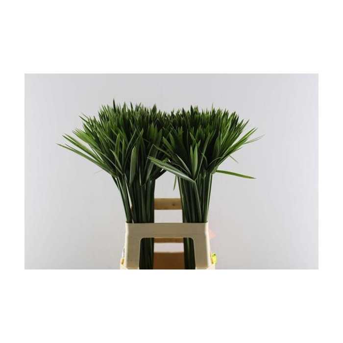 <h4>Cyperus Glaber</h4>