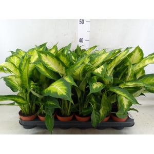 Dieffenbachia  'Camilla'