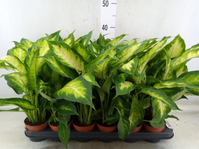 <h4>Dieffenbachia  'Camilla'</h4>