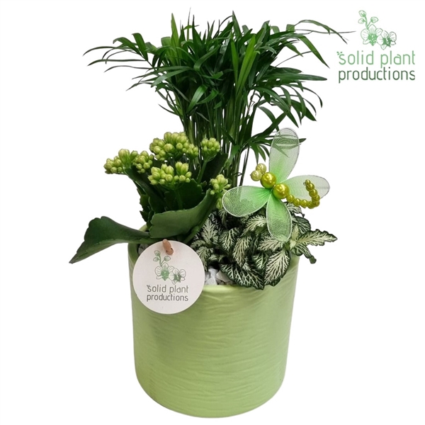 CH001 Amy Light Green