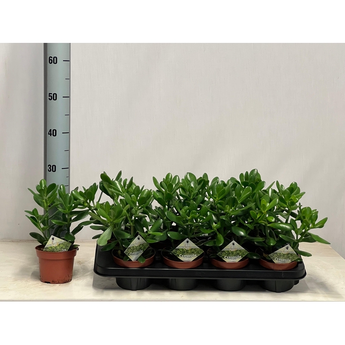 <h4>CRASS OVATA</h4>