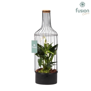 Metaal fles zwart Large met Anthurium