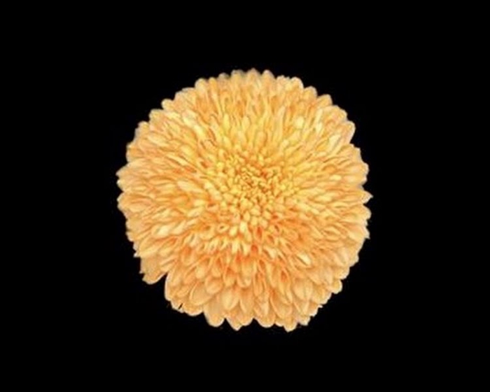 <h4>Chr T Klb Newton Pastel Orange</h4>