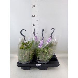 Ceropegia linearis 'Remy'