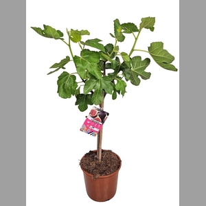 FICUS CARICA