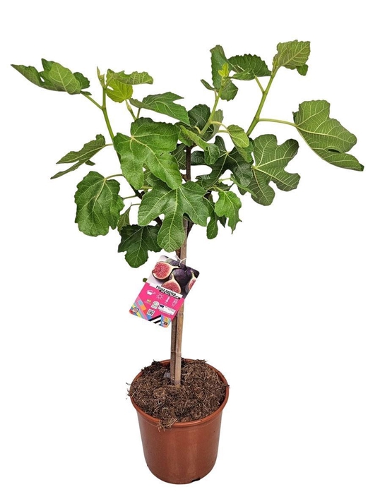 <h4>FICUS CARICA</h4>