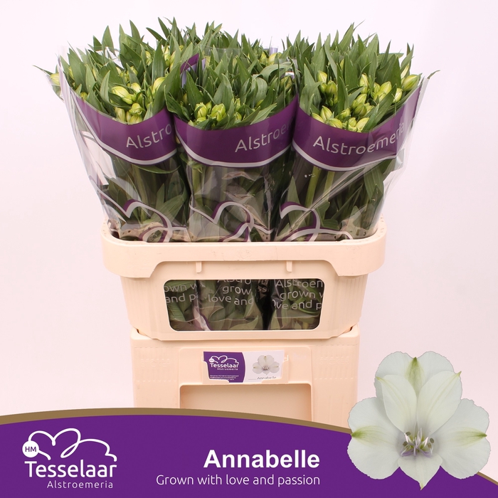 <h4>Alstroemeria annabelle</h4>