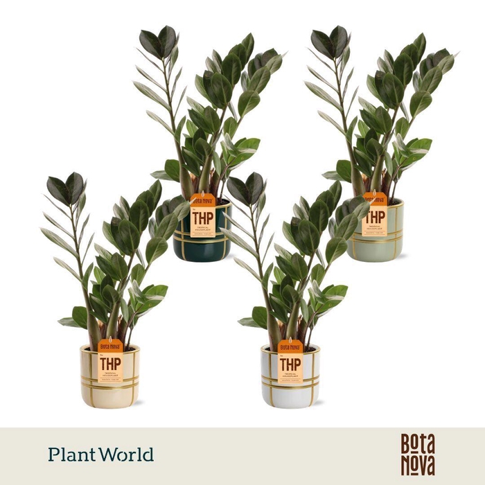 <h4>Zamioculcas in Lauri keramiek</h4>