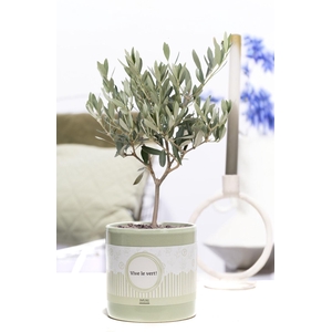 Olea Europaea in P&P cadeau concept: VIVE LE VERT!