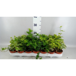 Hedera   ...mix