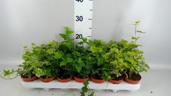 <h4>Hedera   ...mix</h4>