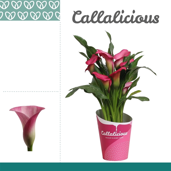 <h4>Zantedeschia Roze in Potcover ton-sur-ton</h4>