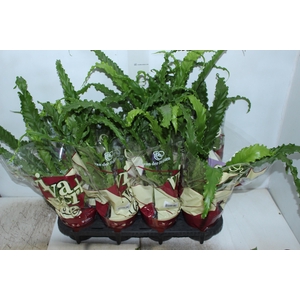 ASPLENIUM OSAKA CRESPO P14