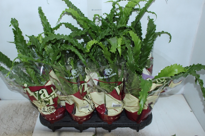 <h4>ASPLENIUM OSAKA CRESPO P14</h4>