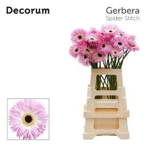 Gerbera Spider Stitch Water x40 Lang