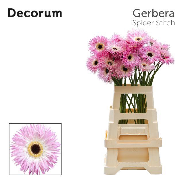<h4>Gerbera Spider Stitch Water x40 Lang</h4>
