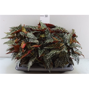 Begonia Maculata Spotl Green