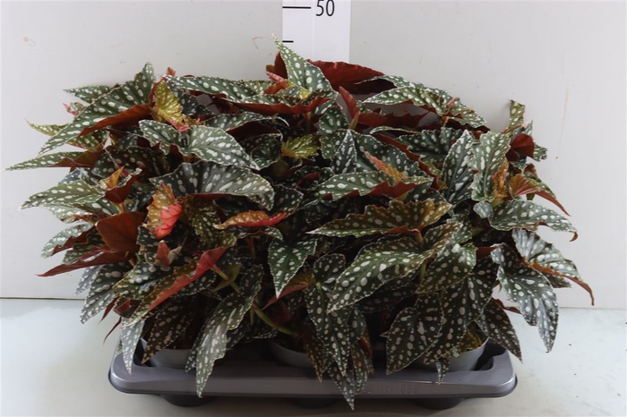 <h4>Begonia Maculata Spotl Green</h4>