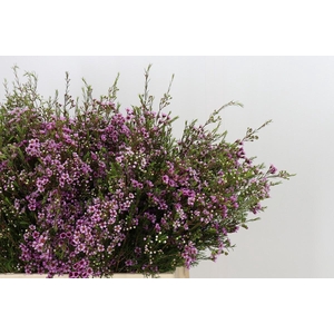 Chamelaucium Stella
