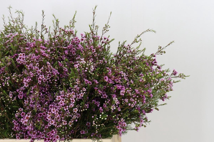 <h4>Chamelaucium Stella</h4>
