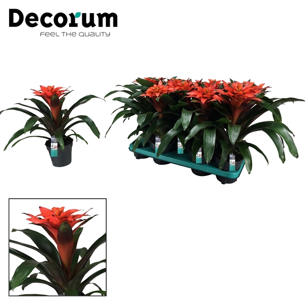 <h4>Guzmania Tutti Frutti (Decorum)</h4>