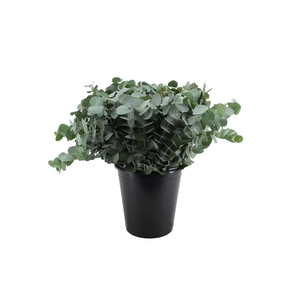 Euca Cinerea 60