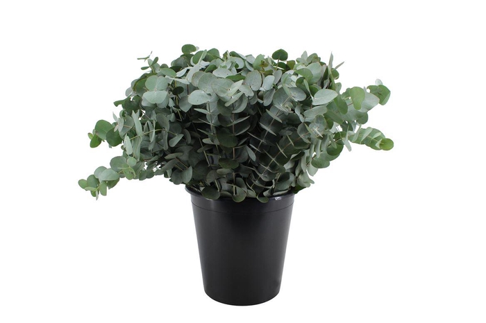 <h4>Euca Cinerea 60</h4>