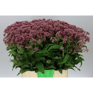 Eupatorium Purpureum