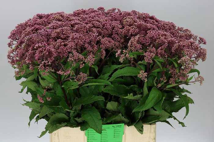 <h4>Eupatorium Purpureum</h4>