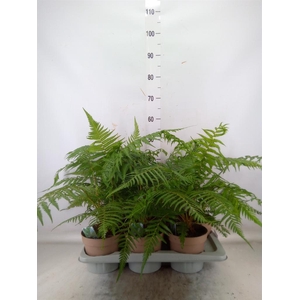 Dicksonia antarctica