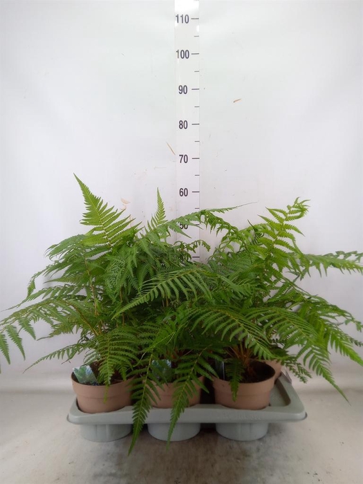 <h4>Dicksonia antarctica</h4>